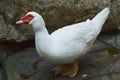 white duck in the park Royalty Free Stock Photo