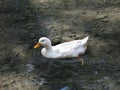 White Duck on Pond