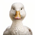 White Duck Portrait On White Background - Digitally Enhanced Close-up Drawing Royalty Free Stock Photo