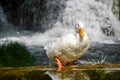 White duck portrait. Duck with white feather and orange beak standing near the river and waterfall.  Domestic Duck with reflection Royalty Free Stock Photo