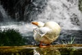 White duck portrait. Duck with white feather and orange beak standing near the river and waterfall. Domestic Duck with reflection Royalty Free Stock Photo