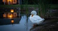 White duck preening near water illuminated lantern reflecting Royalty Free Stock Photo