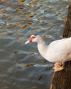 White duck ready jump into the water