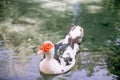White duck with red head, The Muscovy duck, swims in the pond Royalty Free Stock Photo