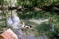 White duck with red head, The Muscovy duck, swims in the pond Royalty Free Stock Photo