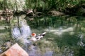 White duck with red head, The Muscovy duck, swims in the pond Royalty Free Stock Photo