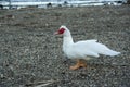 white duck with a red head Royalty Free Stock Photo