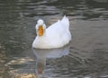 White duck with reflection in the water Royalty Free Stock Photo