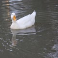 White duck with reflection in the water Royalty Free Stock Photo