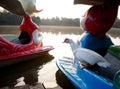 White duck resting on colourful plastic paddle boat