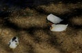 White duck resting on ground top view Royalty Free Stock Photo
