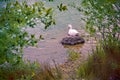 White duck, resting on a rock that comes out in a lake, surrounded by vegetation. Selective focus. Peace and tranquility concept