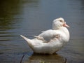 White duck on the river Royalty Free Stock Photo