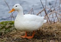 Spring portrait of white duck Royalty Free Stock Photo