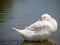 white duck on the river Royalty Free Stock Photo