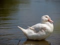 White duck on the river Royalty Free Stock Photo