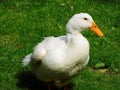 White Duck in Round Hill Park Royalty Free Stock Photo