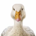 Realistic Hyper-detailed Duck Close-up Illustration On White Background Royalty Free Stock Photo