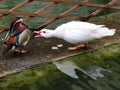White duck showing agression towards a Carolina Wood duck Royalty Free Stock Photo