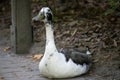 White duck sitting alone and smiling Royalty Free Stock Photo