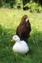 White duck sitting in grass, with brown behind it