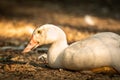 White duck sitting on the ground, profile portrait photo Royalty Free Stock Photo