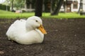 White duck sitting in the land looking to camera Royalty Free Stock Photo