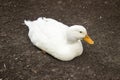 White duck sitting in the land looking to camera Royalty Free Stock Photo