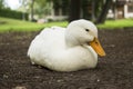 White duck sitting in the land looking to camera