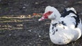 A white duck sitting Royalty Free Stock Photo