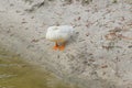 A white duck is sleeping Royalty Free Stock Photo