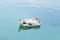 White duck is sleeping during floating on lake Royalty Free Stock Photo