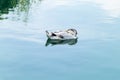 White duck is sleeping during floating on lake Royalty Free Stock Photo