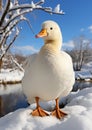 White duck on the snow near the river Royalty Free Stock Photo