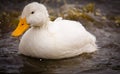 White Duck Splashing Water Royalty Free Stock Photo