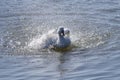 White duck splish splash Royalty Free Stock Photo