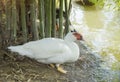 White duck stand next to a pond Royalty Free Stock Photo