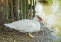 White duck stand next to a pond