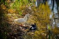 White duck stand next to a pond or lake with bokeh background