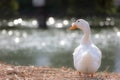 White duck stand next to a pond or lake with bokeh background. Royalty Free Stock Photo