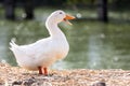 White duck stand next to a pond or lake with bokeh background. Royalty Free Stock Photo