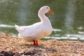 White duck stand next to a pond or lake with bokeh background. Royalty Free Stock Photo
