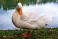 White duck stand next to a pond or lake and looking at camera