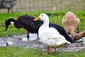 White duck standing in a farm Royalty Free Stock Photo