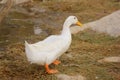 White Duck standing on the shore of river Royalty Free Stock Photo