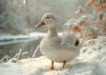 White duck standing in the snow Royalty Free Stock Photo