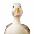 Hyper-realistic Water Duck Portrait On White Background