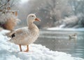 White duck stands on the snow by the river in winter Royalty Free Stock Photo