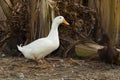 The white duck in summer at farm thailand Royalty Free Stock Photo