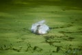 White duck swim Royalty Free Stock Photo